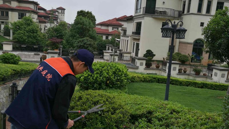 园林绿化的乔木树种选择指南：如何根据环境与需求挑选**