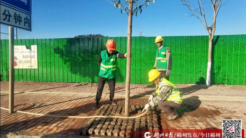 揭秘苗木种植基地批发价格透明背后的真相