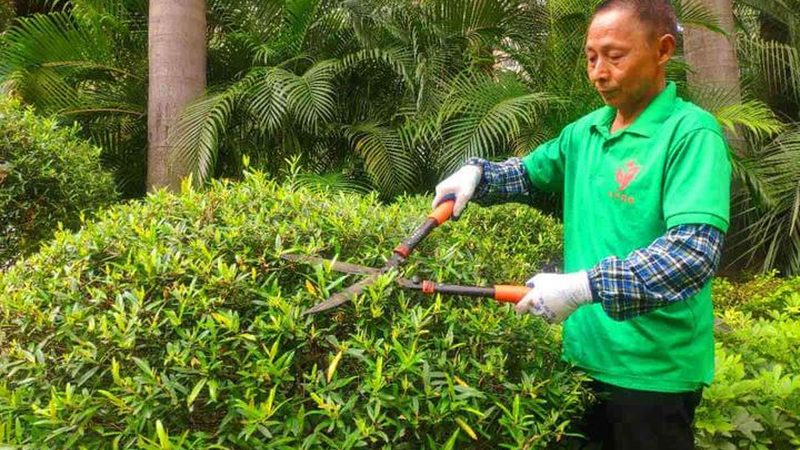 市政工程垂直绿化墙：标准规范与实施要点**