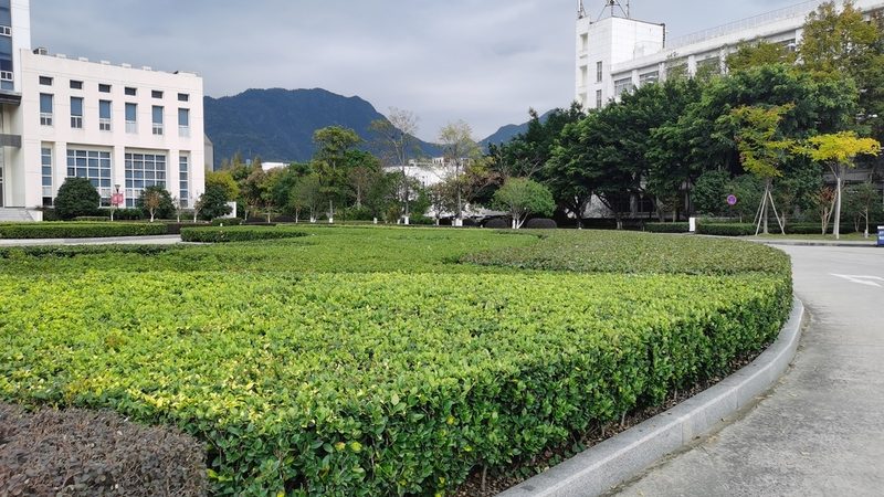 别墅庭院绿化与普通绿化区别解析