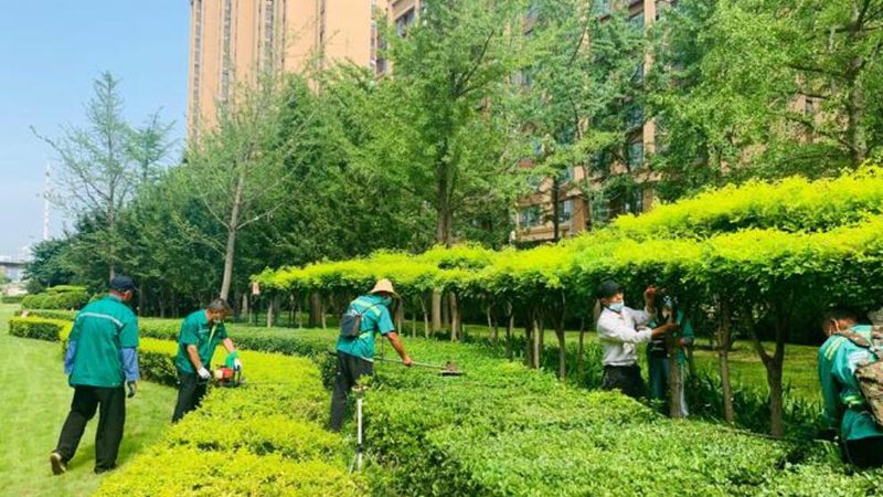 庭院观赏苗木定制方案：如何打造个性化绿意空间